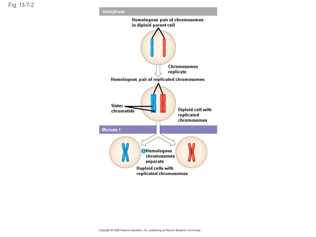 Fig. 13-7-2 Interphase Homologous pair of chromosomes in diploid parent cell Chromosomes replicate Homologous